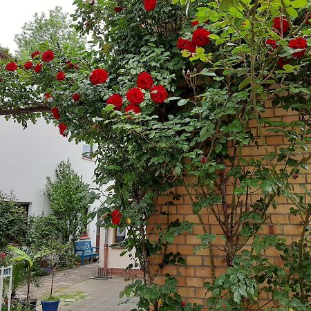 Wittenberg Fewo Rosenbluete Am Stadtpark מראה חיצוני תמונה