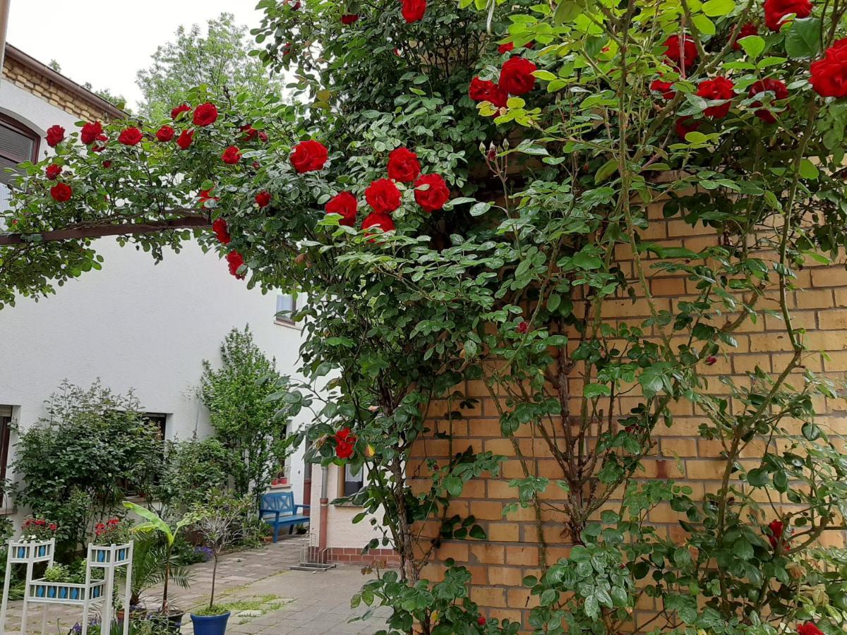 Wittenberg Fewo Rosenbluete Am Stadtpark מראה חיצוני תמונה