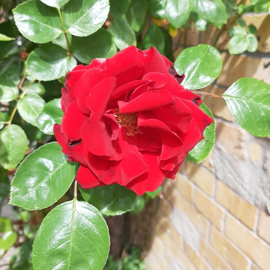 Wittenberg Fewo Rosenbluete Am Stadtpark מראה חיצוני תמונה